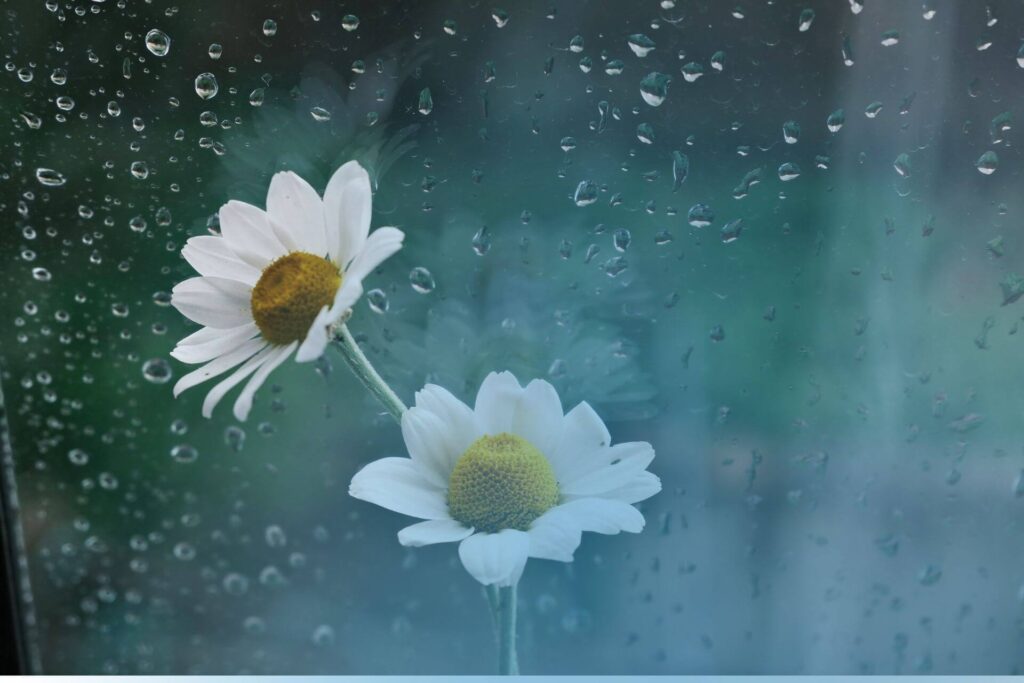 Chuva de Primavera
